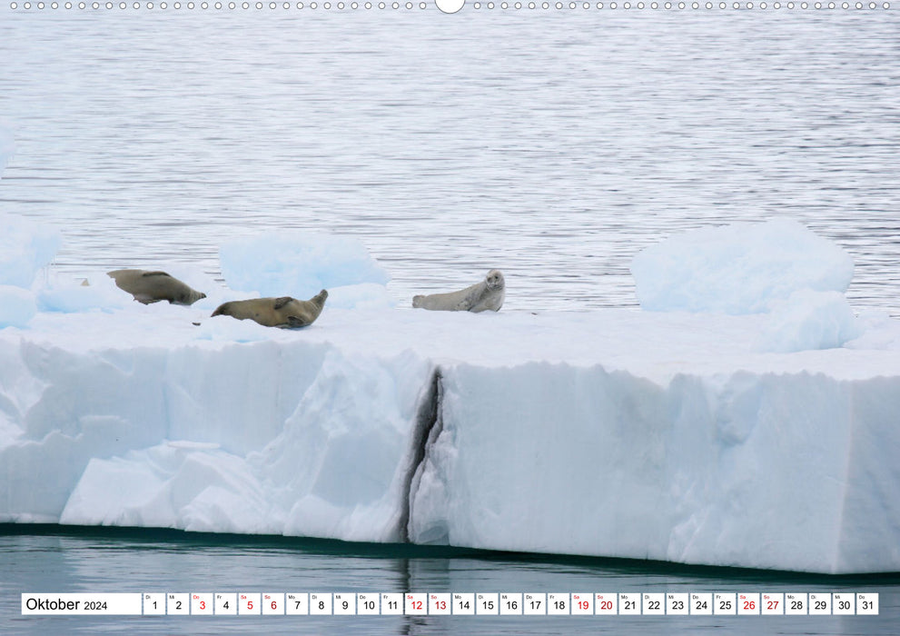 Antarktis Auf der Entdeckung ihrer Tierwelt (CALVENDO Premium Wandkalender 2024)