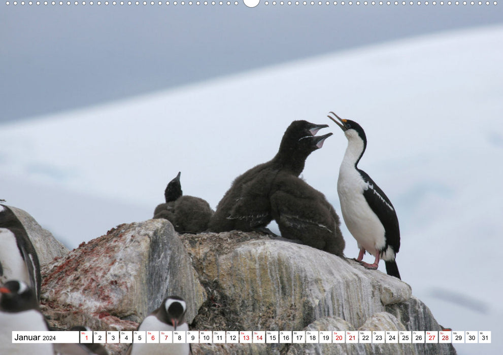 Antarktis Auf der Entdeckung ihrer Tierwelt (CALVENDO Premium Wandkalender 2024)