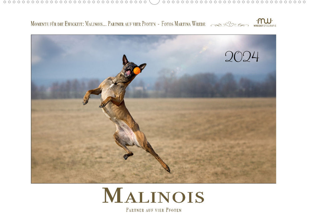 Malinois - partner on four paws (CALVENDO wall calendar 2024) 