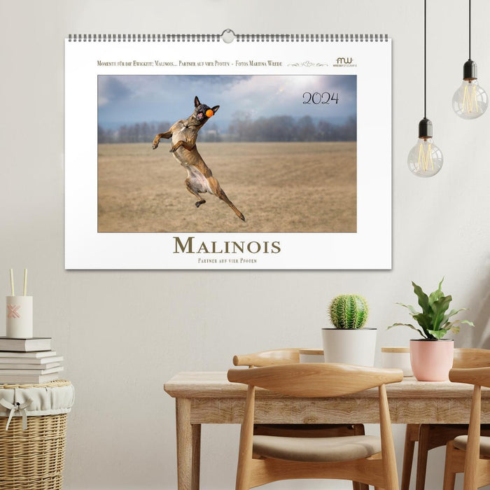 Malinois - partner on four paws (CALVENDO wall calendar 2024) 