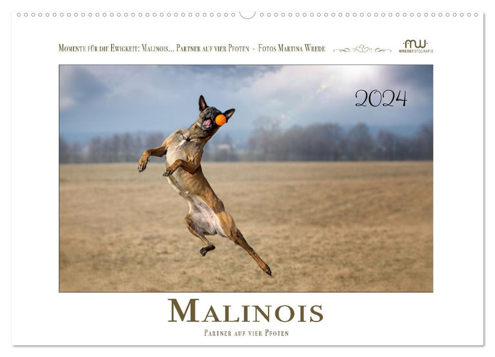 Malinois - partner on four paws (CALVENDO wall calendar 2024) 