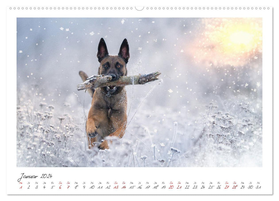 Malinois - partner on four paws (CALVENDO wall calendar 2024) 