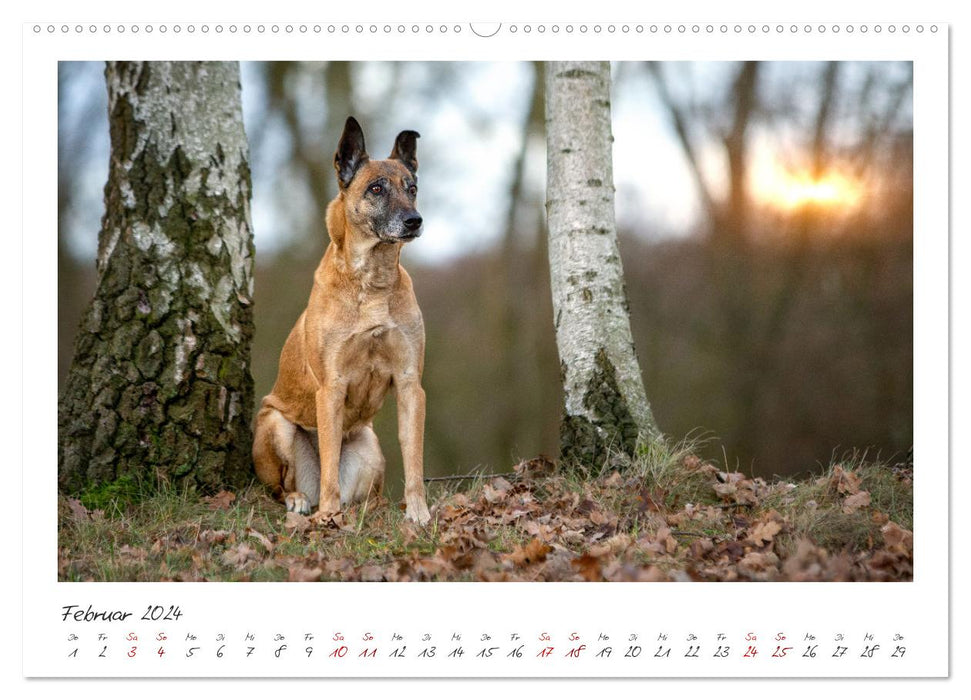 Malinois - partner on four paws (CALVENDO wall calendar 2024) 