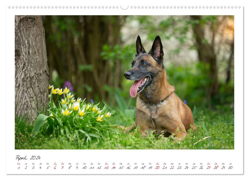 Malinois - partner on four paws (CALVENDO wall calendar 2024) 