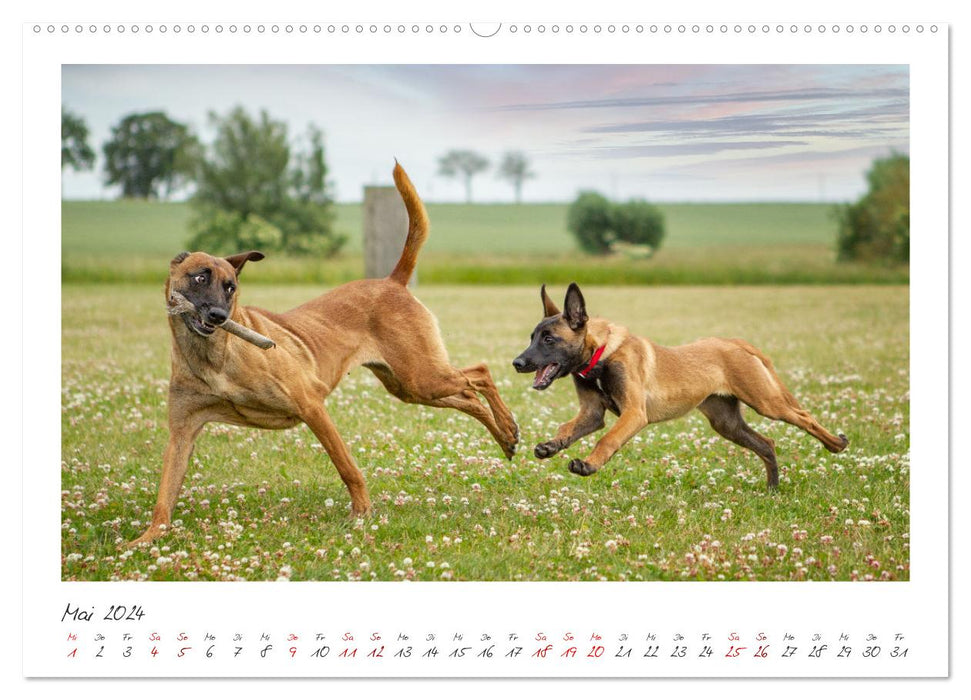 Malinois - partner on four paws (CALVENDO wall calendar 2024) 