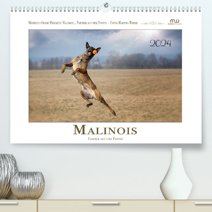 Malinois - partenaire à quatre pattes (Calendrier mural CALVENDO Premium 2024) 