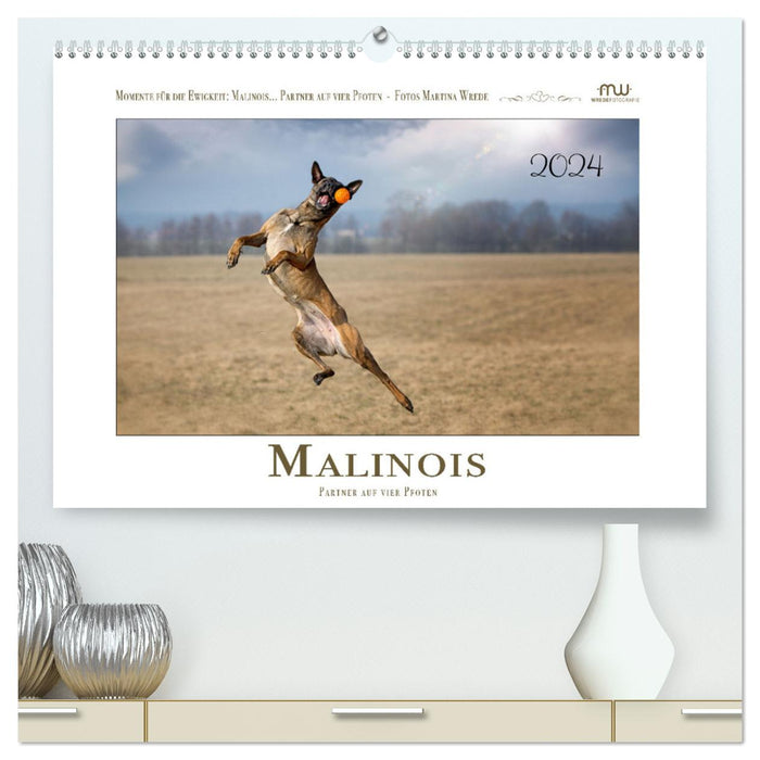 Malinois - Partner auf vier Pfoten (CALVENDO Premium Wandkalender 2024)