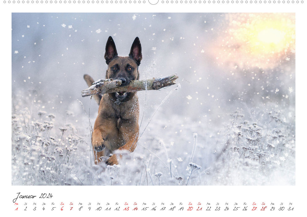 Malinois - partner on four paws (CALVENDO Premium Wall Calendar 2024) 