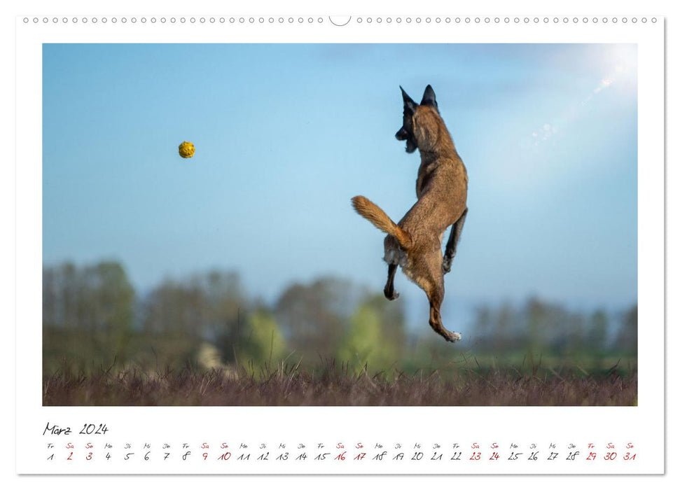 Malinois - Partner auf vier Pfoten (CALVENDO Premium Wandkalender 2024)