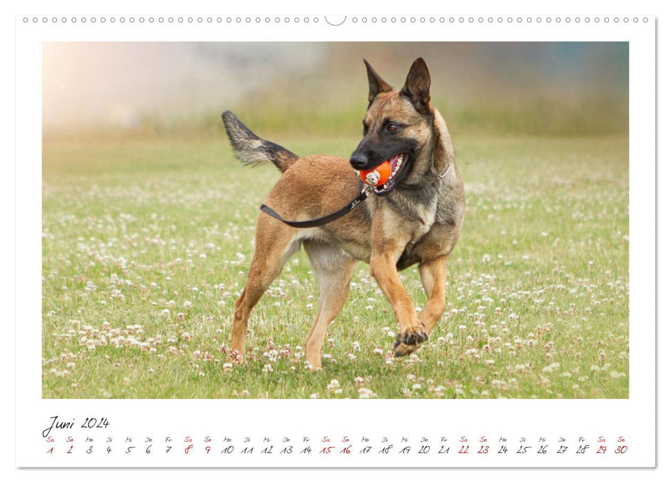 Malinois - partenaire à quatre pattes (Calendrier mural CALVENDO Premium 2024) 