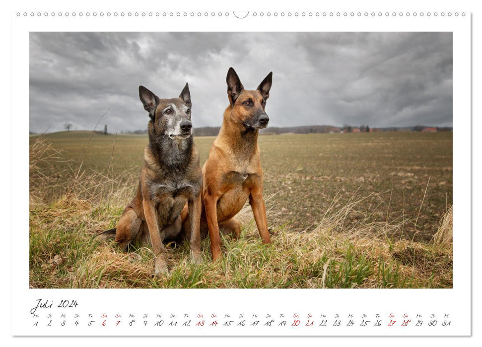 Malinois - partenaire à quatre pattes (Calendrier mural CALVENDO Premium 2024) 