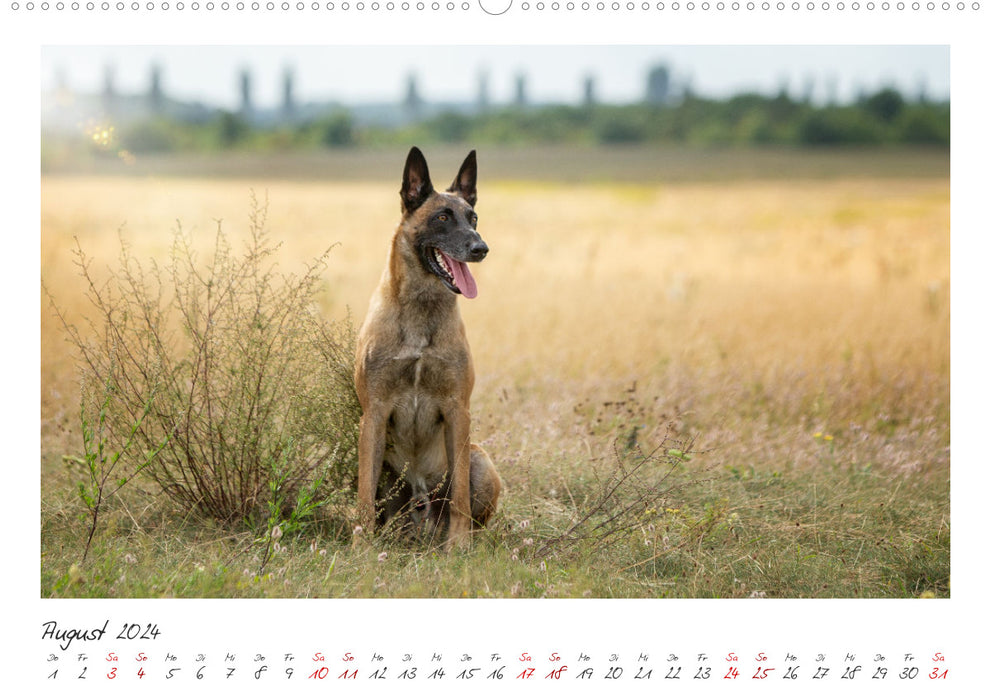 Malinois - partner on four paws (CALVENDO Premium Wall Calendar 2024) 