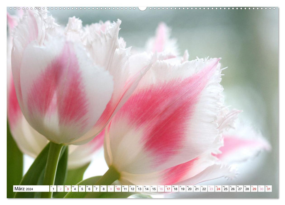Blumenpracht - Blüten und Sträuße (CALVENDO Wandkalender 2024)