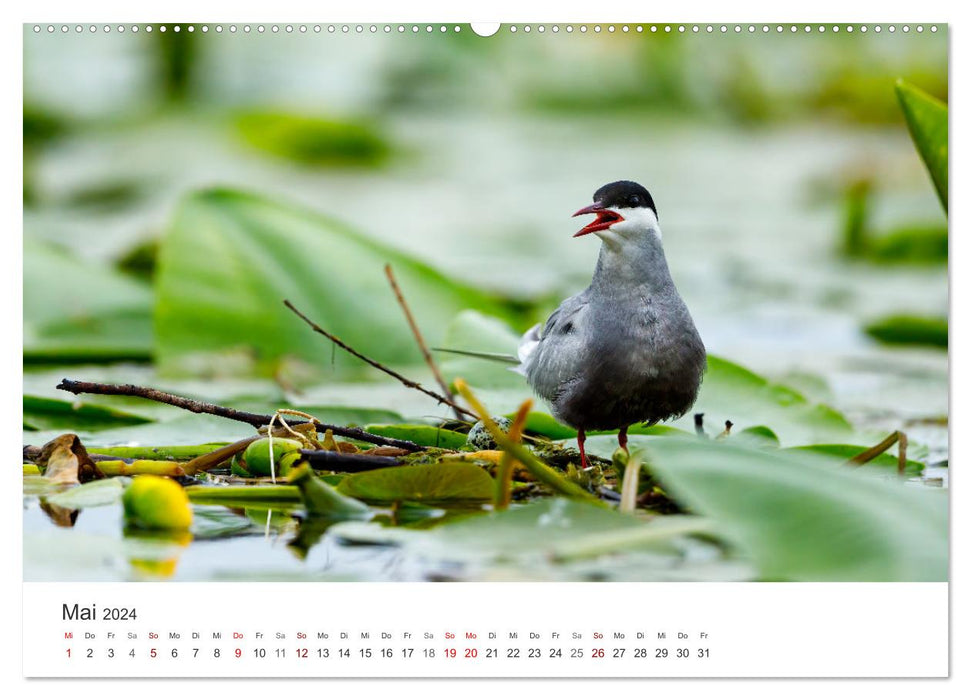 Naturparadies Donaudelta (CALVENDO Wandkalender 2024)