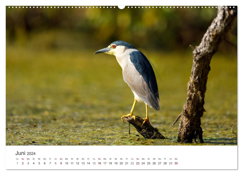 Naturparadies Donaudelta (CALVENDO Wandkalender 2024)