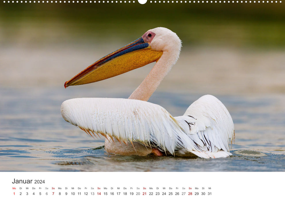 Naturparadies Donaudelta (CALVENDO Premium Wandkalender 2024)