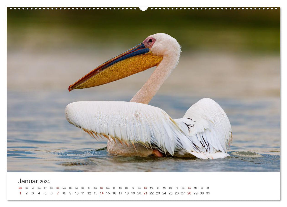 Naturparadies Donaudelta (CALVENDO Premium Wandkalender 2024)