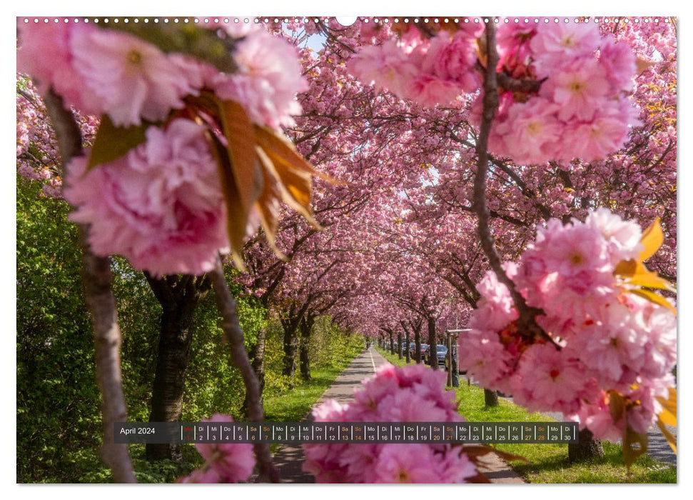 Magdeburg entdecken (CALVENDO Wandkalender 2024)