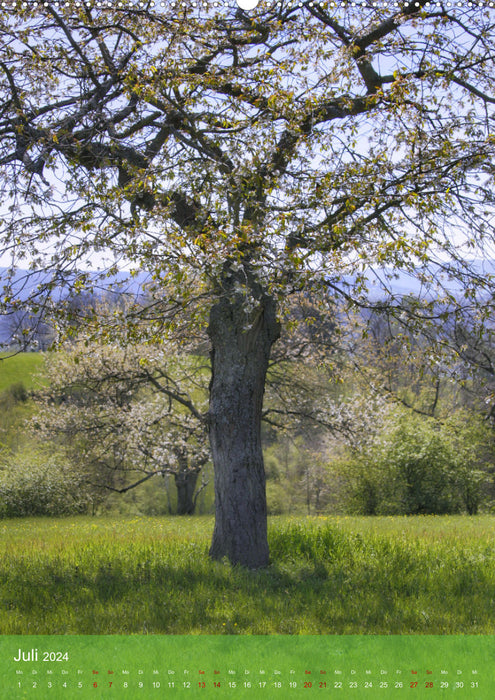 Climate saver tree (CALVENDO Premium wall calendar 2024) 