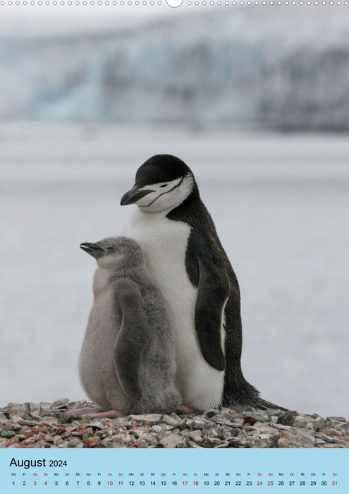 Antarktis - Das Gebiet der Pinguine (CALVENDO Wandkalender 2024)