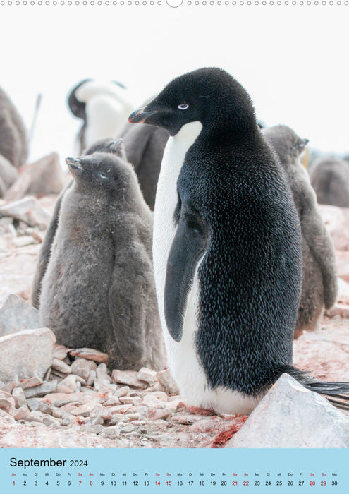 Antarctica - The area of ​​the penguins (CALVENDO wall calendar 2024) 