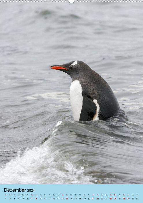 Antarctica - The area of ​​the penguins (CALVENDO Premium Wall Calendar 2024) 