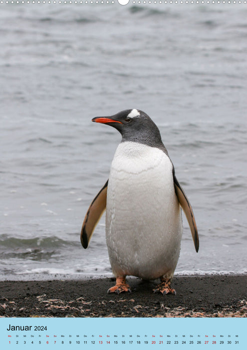 Antarctica - The area of ​​the penguins (CALVENDO Premium Wall Calendar 2024) 
