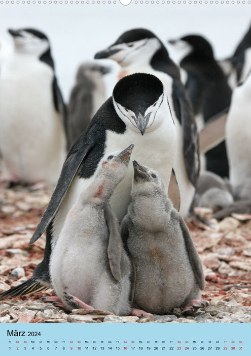Antarctique - La zone des pingouins (Calendrier mural CALVENDO Premium 2024) 