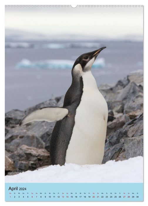 Antarktis - Das Gebiet der Pinguine (CALVENDO Premium Wandkalender 2024)