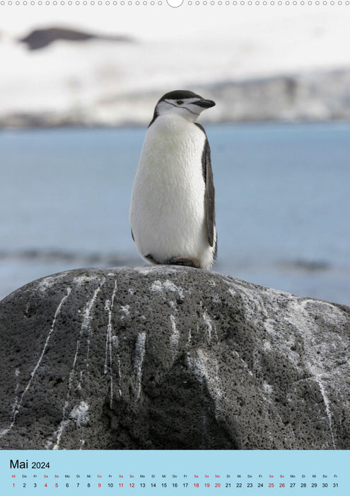 Antarktis - Das Gebiet der Pinguine (CALVENDO Premium Wandkalender 2024)