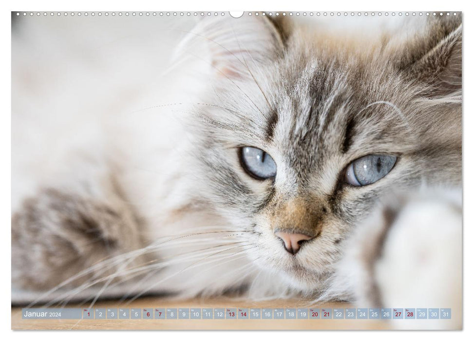 Maui und Molokai - Sibirische Katzenschwestern (CALVENDO Wandkalender 2024)