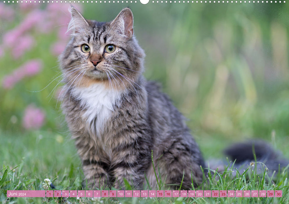 Maui and Molokai - Siberian Cat Sisters (CALVENDO Wall Calendar 2024) 