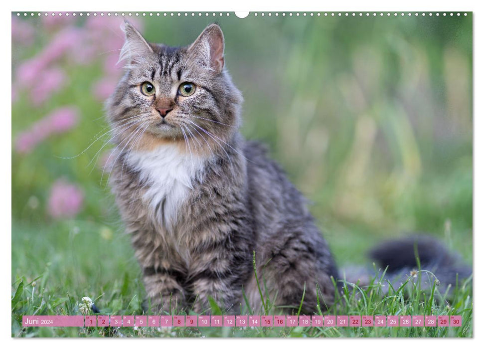 Maui und Molokai - Sibirische Katzenschwestern (CALVENDO Wandkalender 2024)