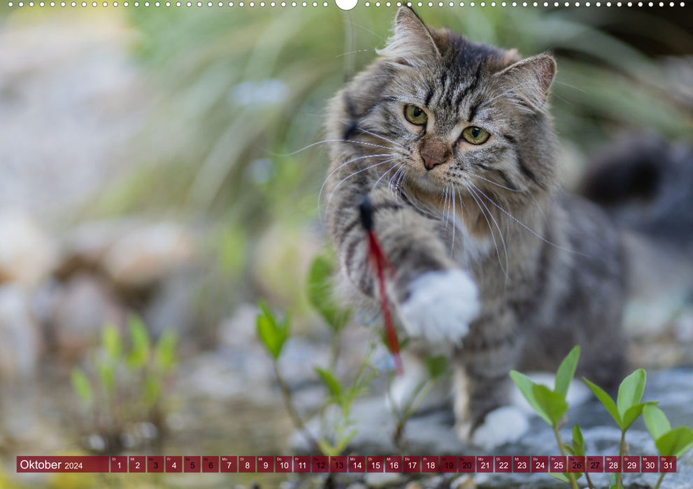 Maui et Molokai – Sœurs chats sibériennes (calendrier mural CALVENDO Premium 2024) 