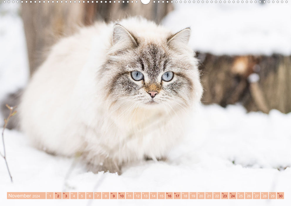 Maui und Molokai - Sibirische Katzenschwestern (CALVENDO Premium Wandkalender 2024)