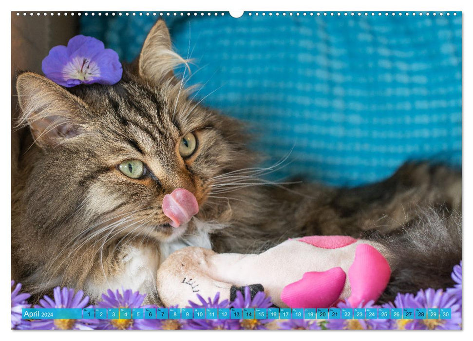 Maui und Molokai - Sibirische Katzenschwestern (CALVENDO Premium Wandkalender 2024)