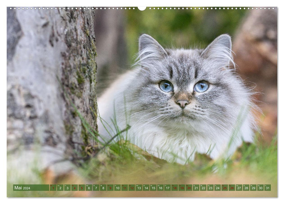 Maui und Molokai - Sibirische Katzenschwestern (CALVENDO Premium Wandkalender 2024)