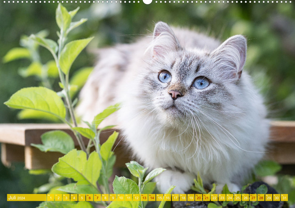 Maui and Molokai - Siberian Cat Sisters (CALVENDO Premium Wall Calendar 2024) 