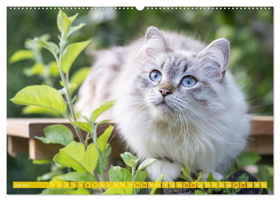 Maui et Molokai – Sœurs chats sibériennes (calendrier mural CALVENDO Premium 2024) 