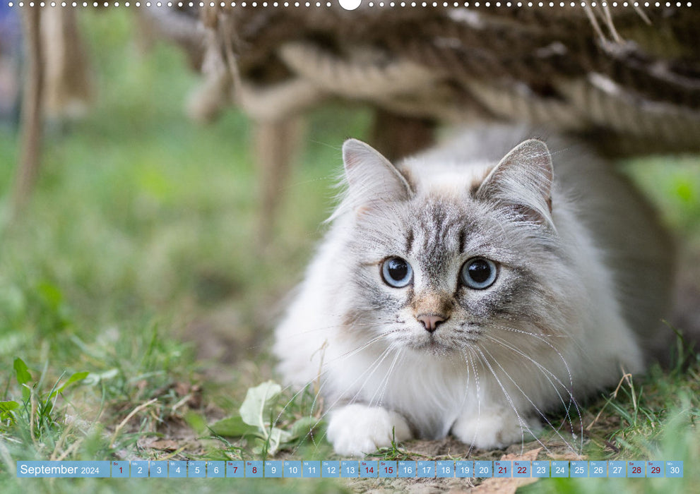 Maui and Molokai - Siberian Cat Sisters (CALVENDO Premium Wall Calendar 2024) 