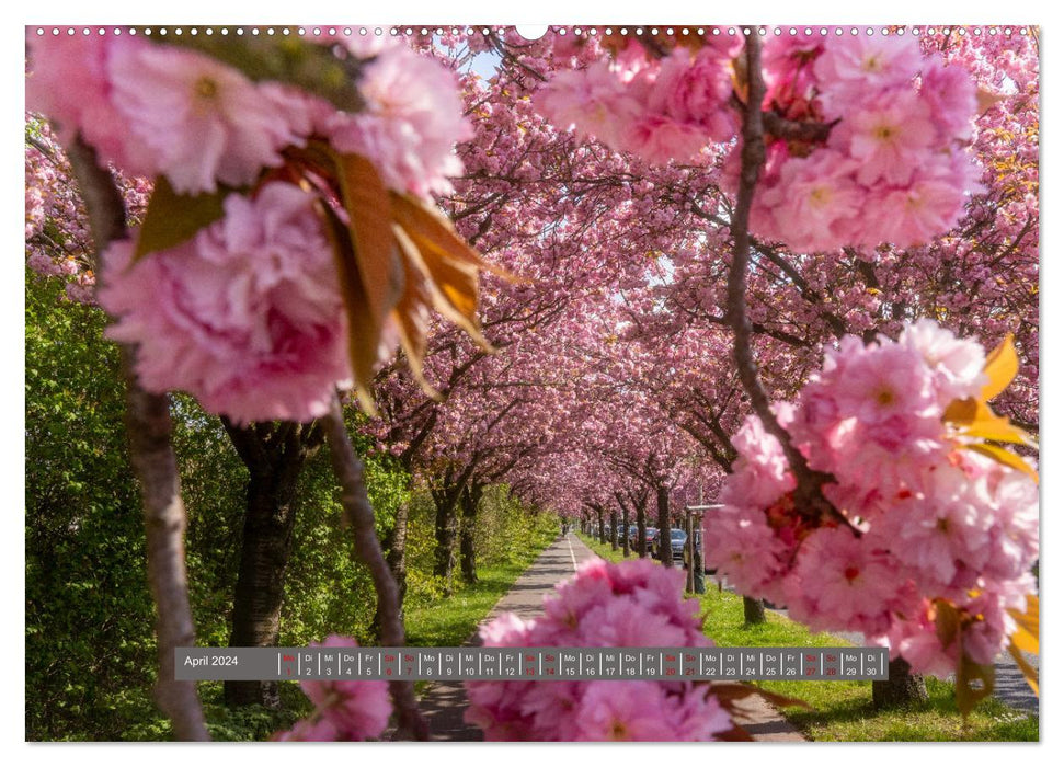 Schönes Magdeburg (CALVENDO Premium Wandkalender 2024)