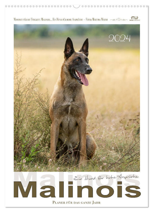 Malinois - A dog for high demands (CALVENDO wall calendar 2024) 