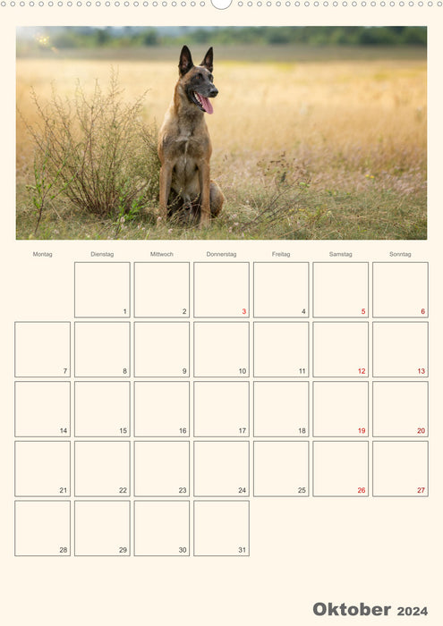 Malinois - Ein Hund für hohe Ansprüche (CALVENDO Wandkalender 2024)