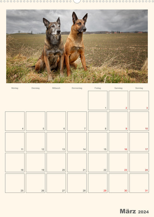 Malinois - A dog for high demands (CALVENDO wall calendar 2024) 