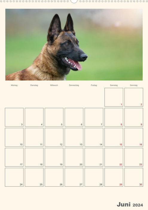 Malinois - Ein Hund für hohe Ansprüche (CALVENDO Wandkalender 2024)