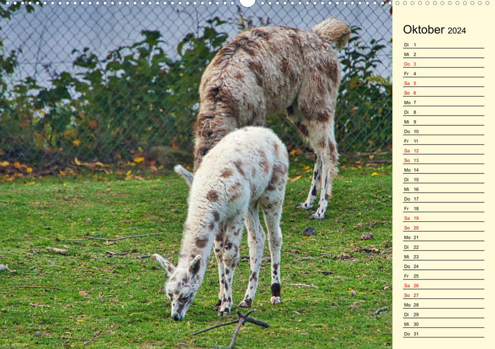 Llamas and alpacas - South American beauties (CALVENDO wall calendar 2024) 