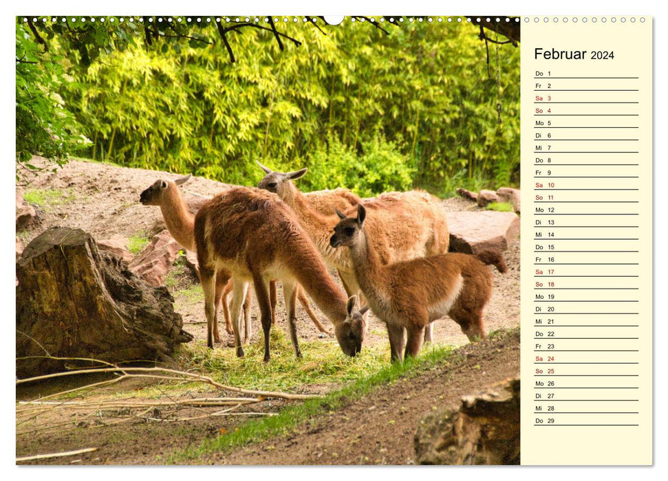 Lamas et alpagas - Beautés sud-américaines (Calendrier mural CALVENDO 2024) 