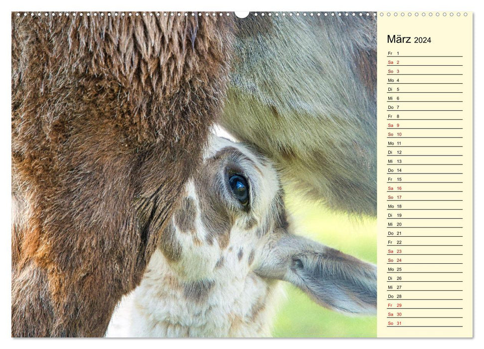 Lamas et alpagas - Beautés sud-américaines (Calendrier mural CALVENDO 2024) 