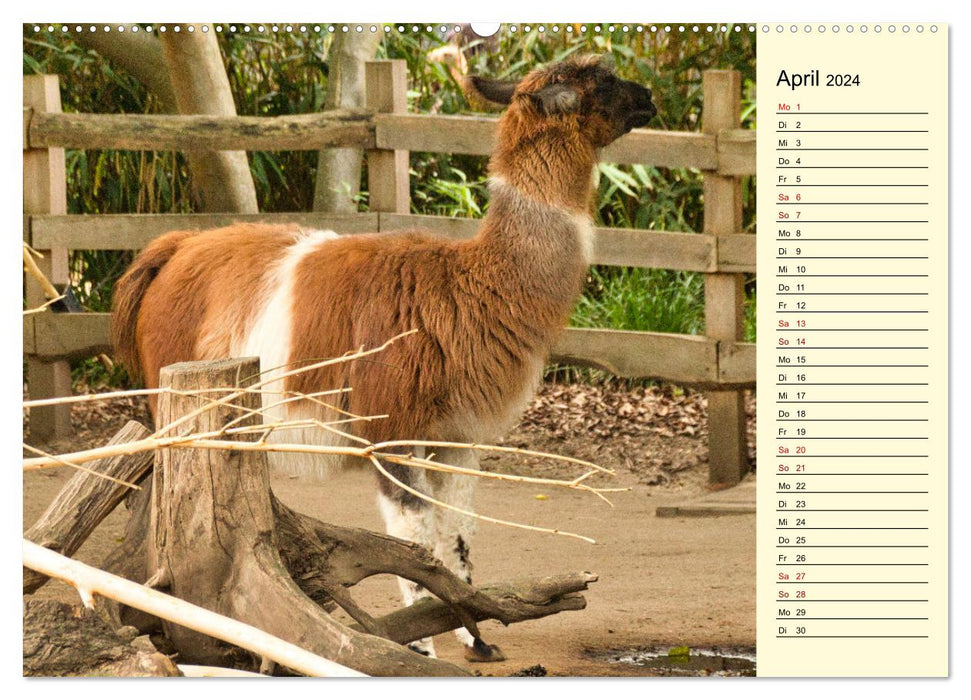 Lamas und Alpakas - südamerikanische Schönheiten (CALVENDO Wandkalender 2024)