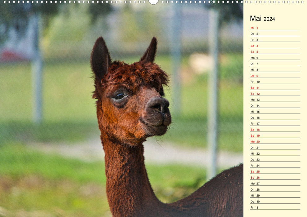 Lamas und Alpakas - südamerikanische Schönheiten (CALVENDO Wandkalender 2024)